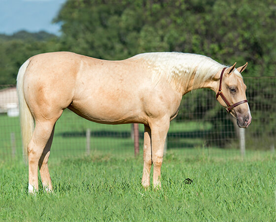 SJR Diamond Kachina - CD Diamond x Whizs Katrina - 2015 Palomino Filly